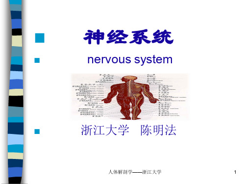 2.1总论脊神经2012解剖汇编