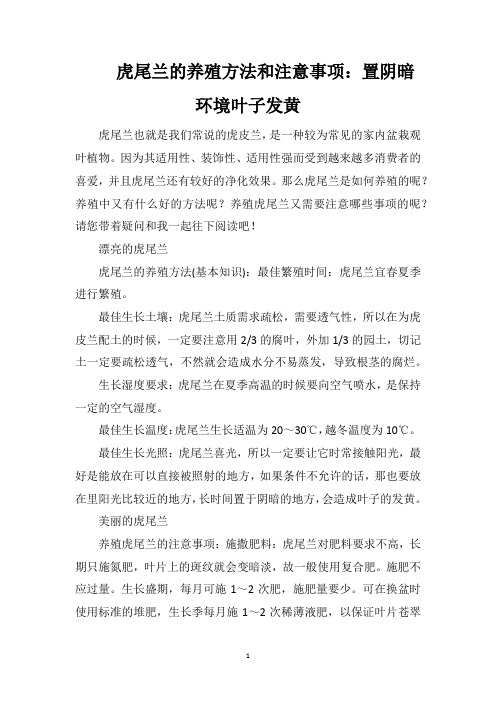 虎尾兰的养殖方法和注意事项：置阴暗环境叶子发黄