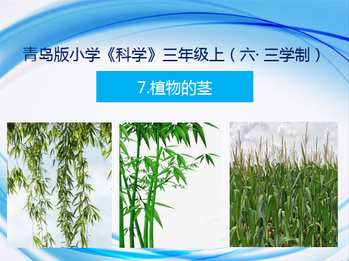 青岛版小学科学新三年级上册科学7.植物的茎