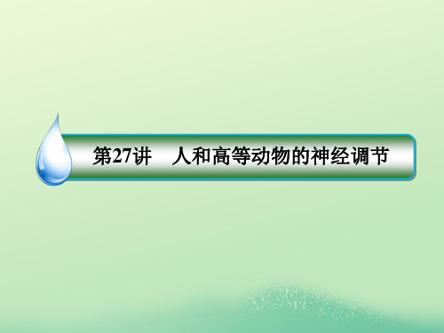高考生物一轮复习 1-3-8-27 人和高等动物的神经调节