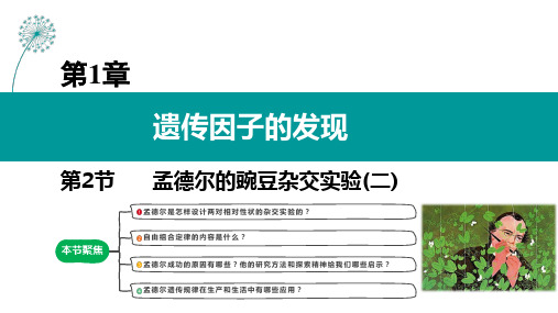 1-2-2 孟德尔的豌豆杂交实验(二)(第二课时)-【爱上生物课】 高一生物(人教版2019必修2)