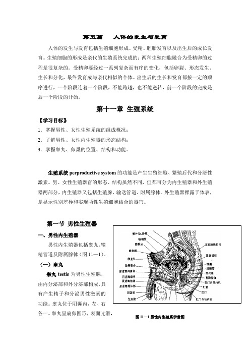 人体解剖学   第十一章 生殖系统