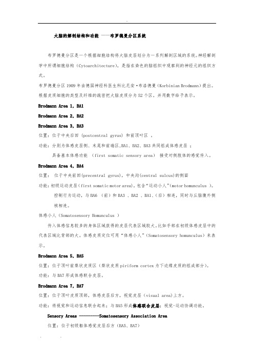 大脑的解剖结构和功能——布鲁德曼分区