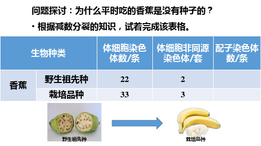 染色体变异课件高一下学期生物人教版必修2(1)