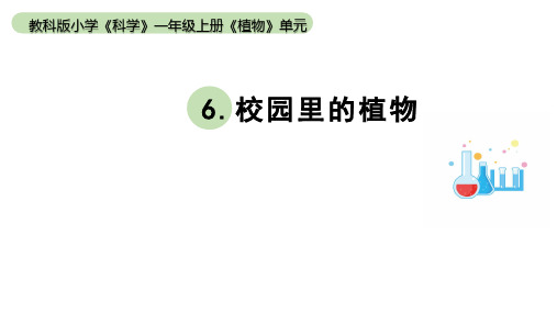 小学科学教科版一年级上册第一单元6《校园里的植物》教学课件(2023秋新课标版)