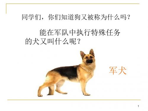 《军犬黑子》课件