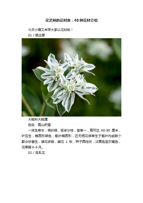 花艺师的花材库：40种花材介绍