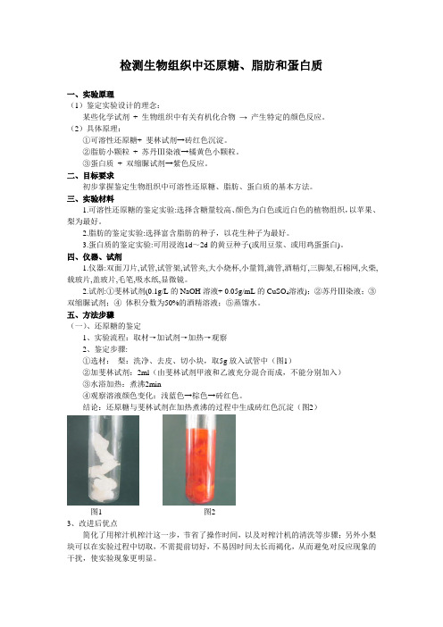 检测生物组织中还原糖脂肪和蛋白质