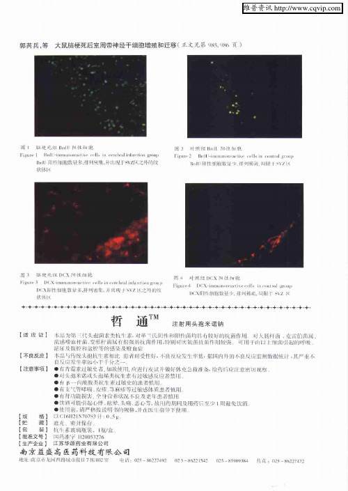 哲通 TM注射用头孢米诺钠