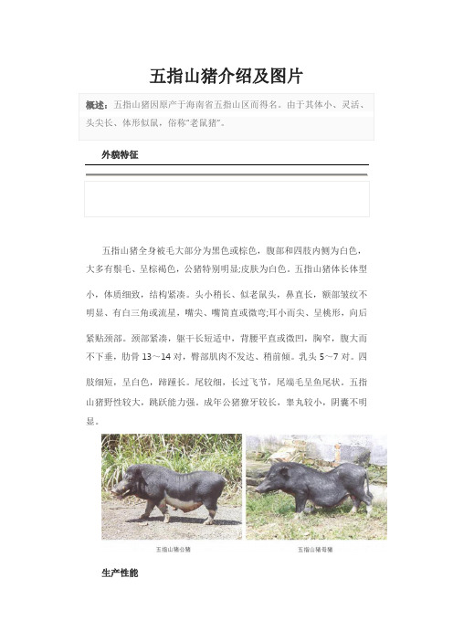 五指山猪介绍及图片