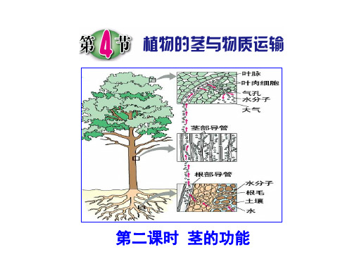 第4节 植物的茎与物质运输(第二课时)