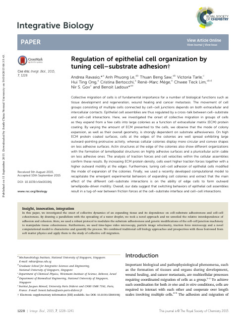 Regulation of epithelial cell organization by tuning cell–substrate adhesion