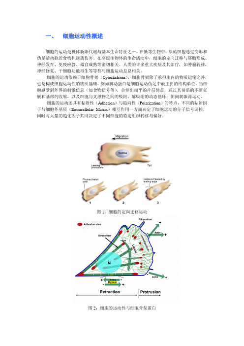 细胞生物学实验教程：细胞运动性检测实验详细介绍