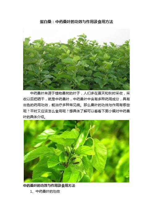 蛋白桑：中药桑叶的功效与作用及食用方法