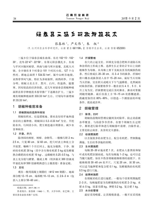 绿春县三猛乡胡椒种植技术