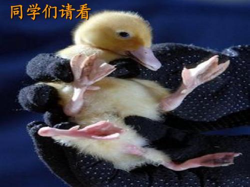 基因突变和重组