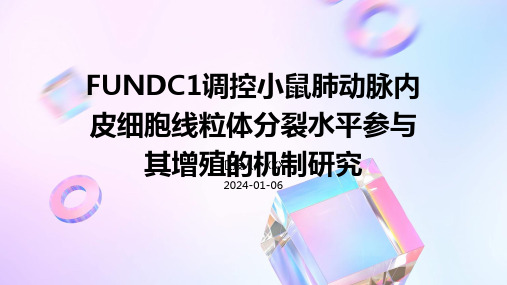 FUNDC1调控小鼠肺动脉内皮细胞线粒体分裂水平参与其增殖的机制研究演示稿件