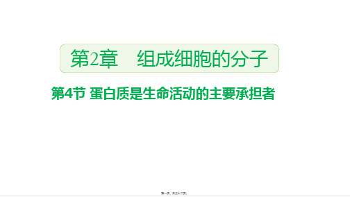 新教材人教版高中生物必修一 2-4 蛋白质是生命活动的主要承担者 教学课件