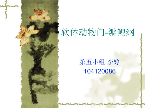 软体动物门-瓣鳃纲