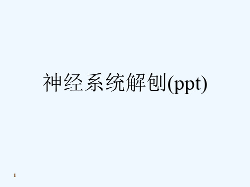 神经系统解刨(ppt)