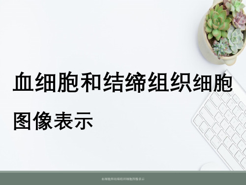 血细胞与结缔组织细胞图像表示