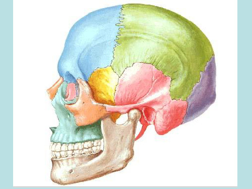 系统解剖学课件颅骨及连接