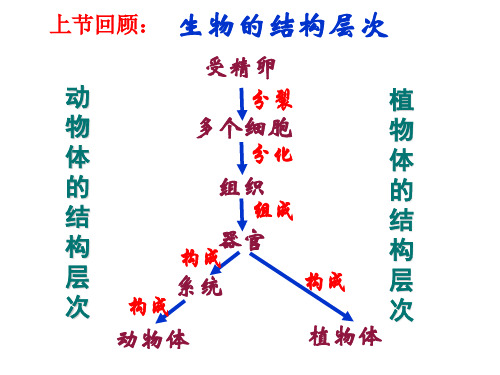 单细胞生物ppt