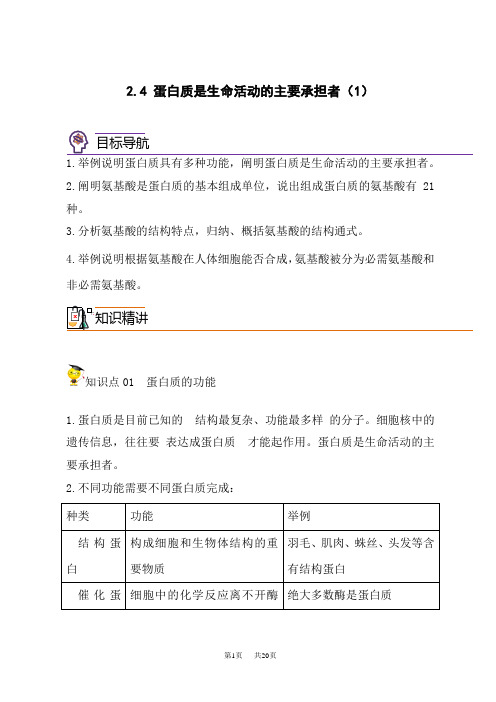 人教版高中生物必修第1册同步精品讲义  2.4 蛋白质是生命活动的主要承担者(第一课时)(教师版)