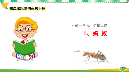 最新青岛版科学四年级上册《蚂蚁》优质课件