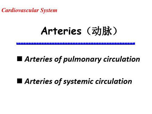 系统解剖学课件：10-2-circulatory system artery(动脉)