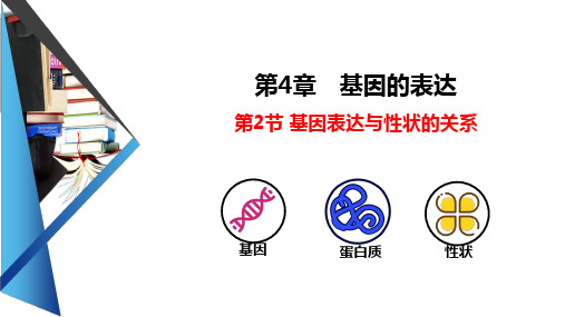 4-2 基因表达与性状的关系课件高一下学期生物人教版 必修2