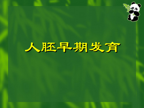 组织胚胎学课件组织胚胎学课件17-人胚早期发育