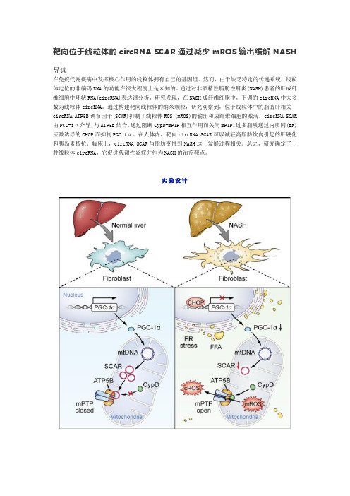 靶向位于线粒体的circRNA SCAR通过减少mROS输出缓解NASH