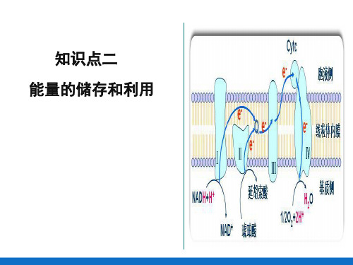 生物氧化—生物氧化及能量利用(生物化学课件)