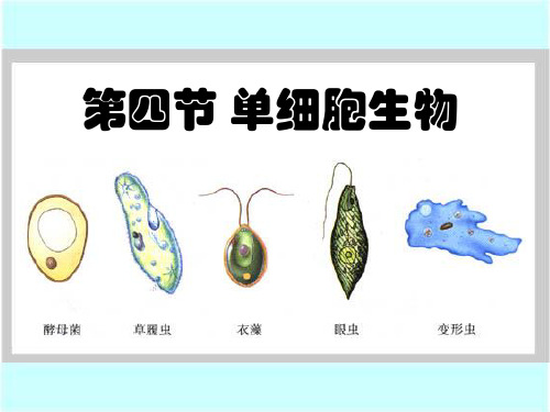 《单细胞生物》细胞怎样构成生物体3-人教版七年级生物上册PPT课件