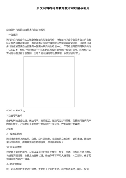 杂交饲料构树的栽培技术和收割与利用