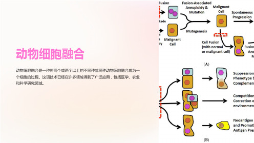 《动物细胞融合》课件