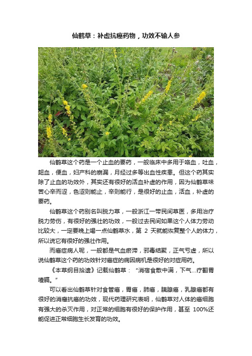 仙鹤草：补虚抗癌药物，功效不输人参