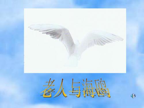 老人与海鸥2