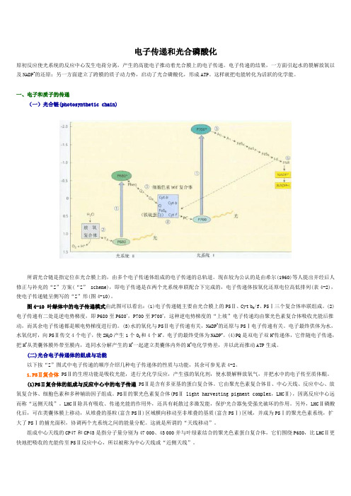 电子传递和光合磷酸化