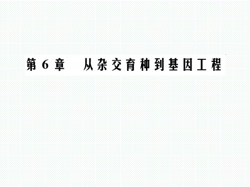 人教版 必修二 基因工程及其应用 课件 (51张)