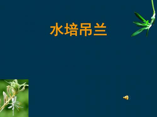 初中劳动技术水培吊兰-教学课件