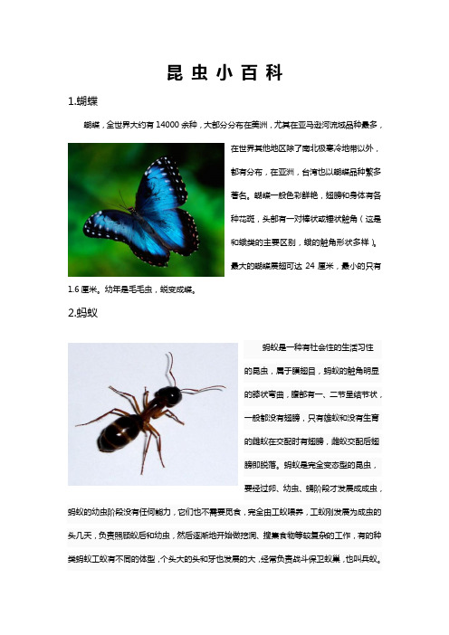 昆虫名字+图片