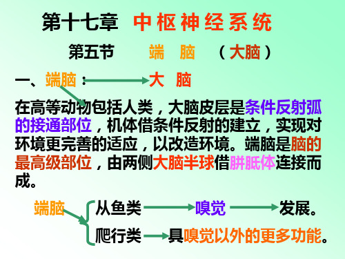 解剖学中枢神经系统笔记大全