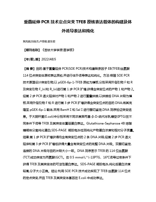 重叠延伸PCR技术定点突变TFEB原核表达载体的构建及体外诱导表达和纯化