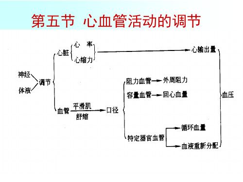 人体解剖生理学：第六章 循环系统的结构与功能5