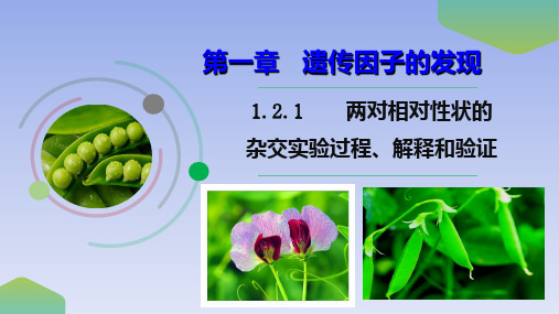 【课件】两对相对性状的杂交实验过程、解释和验证课件高一下学期生物人教版(2019)必修2