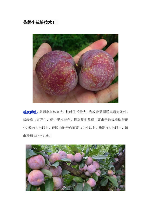 芙蓉李栽培技术