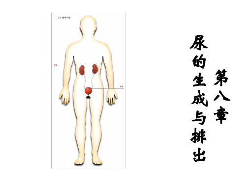 尿的生成与排出 ppt课件