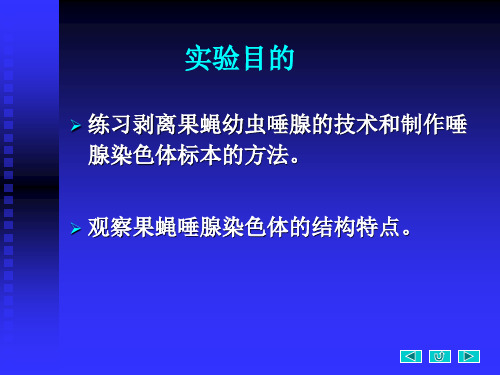 实验四果蝇唾腺染色体的观察